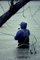 fish-16