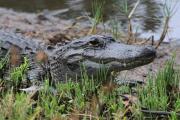 american-alligator