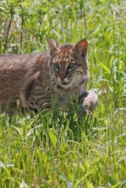 bobcat