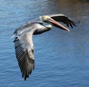 brown-pelican