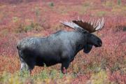 bull-moose-denali-national-park-alaska