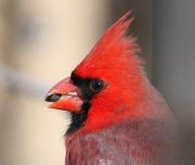 cardinal