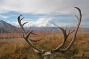 caribou-antlers-frame-mt-denali-at-denali-national-park-alaska