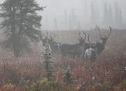 caribou-denali-national-park-alaska