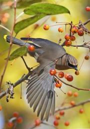 cedar-waxwing