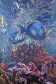 coral-and-saltwater fish