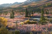 denali-national-park-alaska