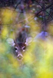 doe-white-tailed-deer-peering-through-goldenrod