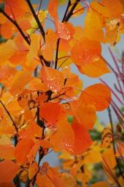 fall-foliage-aspen