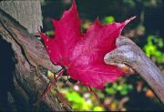fall-maple-leaf