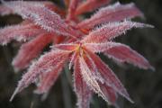 frost-on-fall-foliage-fireweed