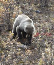 grizzly-bear-denali-national-park-alaska