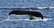 humpback-whale-tail-hawaii