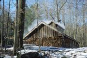 maple-sugaring
