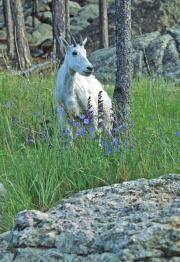 mountain-goat