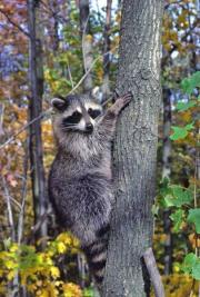 raccoon