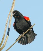 red-winged-blackbird