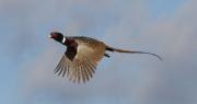 ring-necked-pheasant