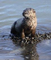 river-otter