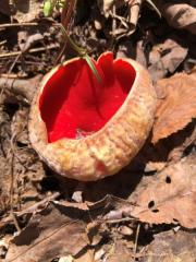 scarlet-cup-fungus