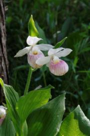 showy-ladys-slipper-orchid-spring-wildflower