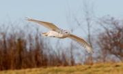 snowy-owl