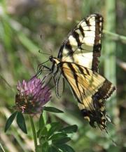 tiger-swallowtail-butterfly