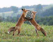two-young-red-foxes
