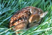 white-tailed-deer-fawn
