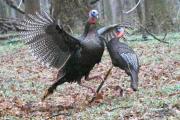 wild-turkey-gobbler-fighting-a-turkey-decoy