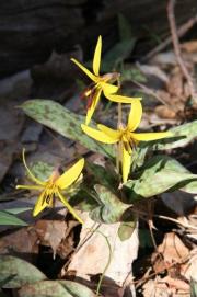 yellow-trout-lily-spring-wildflower