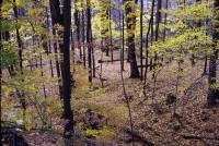 landscapes-12