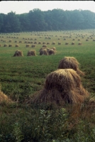 landscapes-15