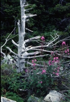 landscapes-2