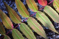 leaves-opt