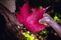 red-leaf-opt