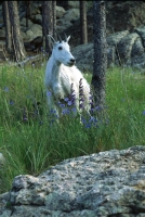 wildlife-1
