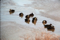 wildlife-10