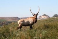 wildlife-11