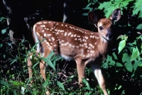 wildlife-12