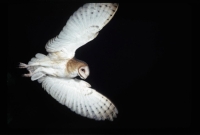 wildlife-13