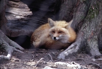 wildlife-14