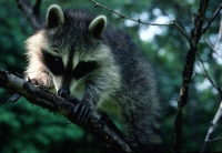 wildlife-15