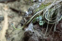 wildlife-16