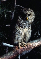 wildlife-17