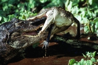 wildlife-19