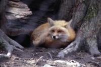 wildlife-1_0