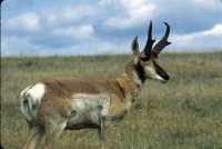 wildlife-2