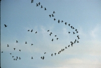 wildlife-3