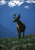wildlife-4